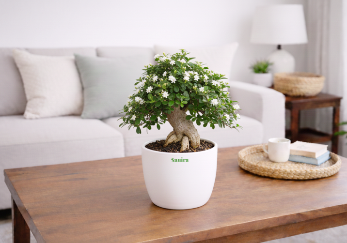 Serissa Bonsai